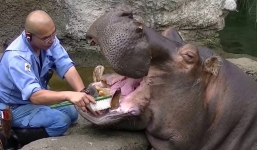 Cách nhân viên y tế đánh răng cho hà mã